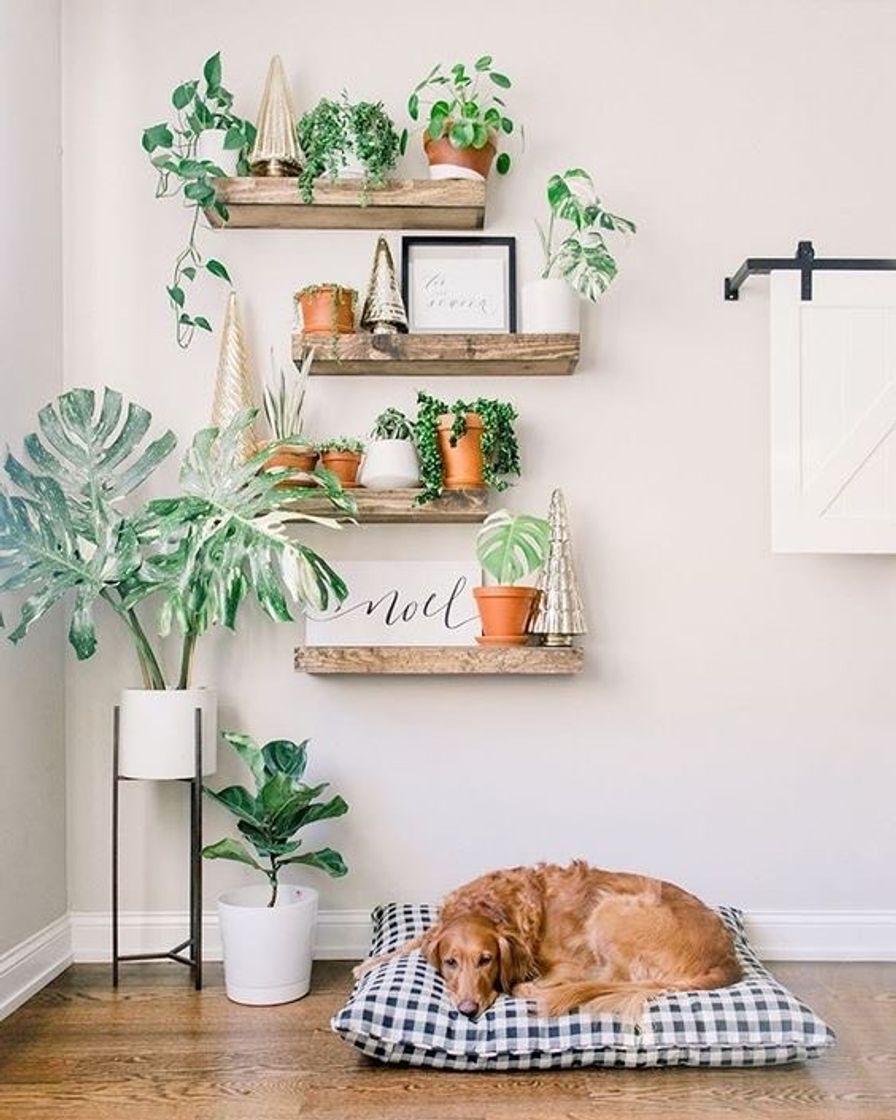 Moda Decoração de Interior - Mix Plantas e Prateleiras