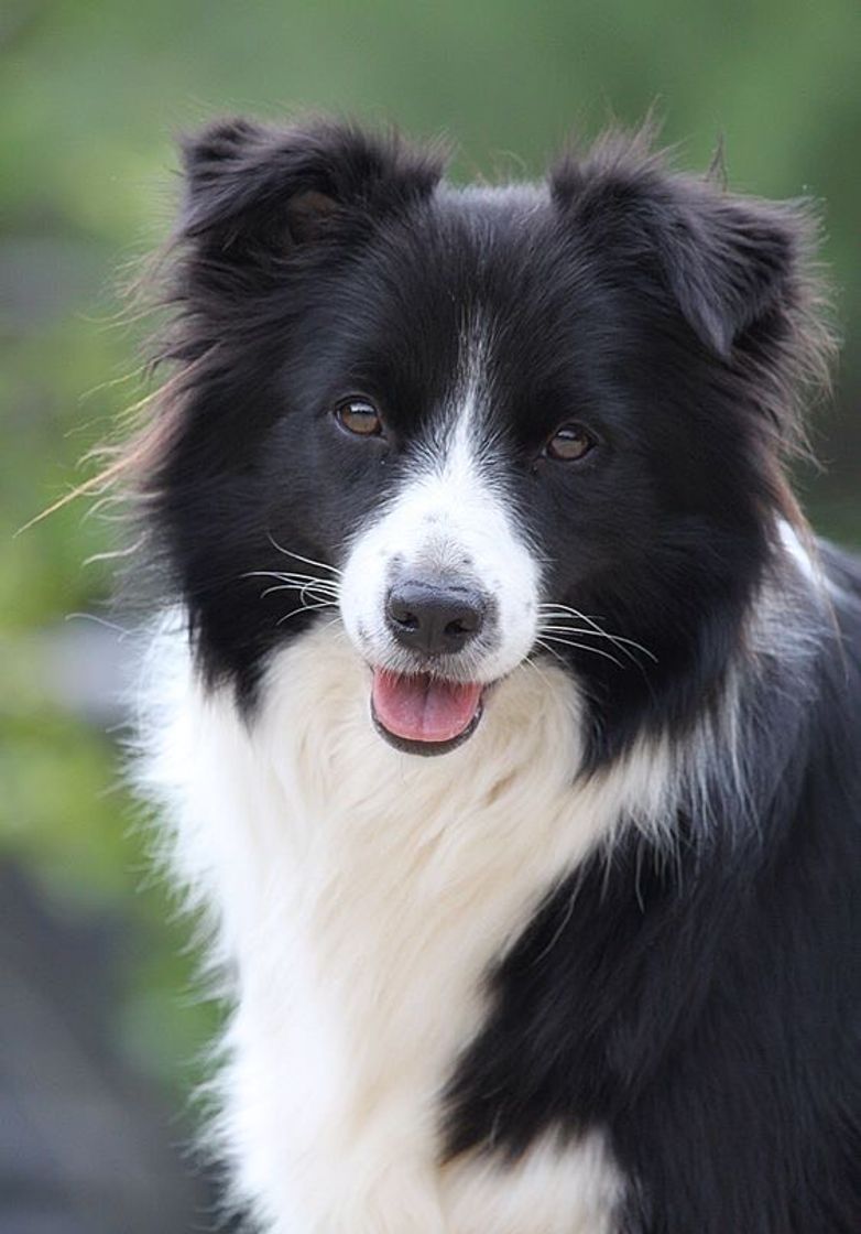 Fashion Border collie 