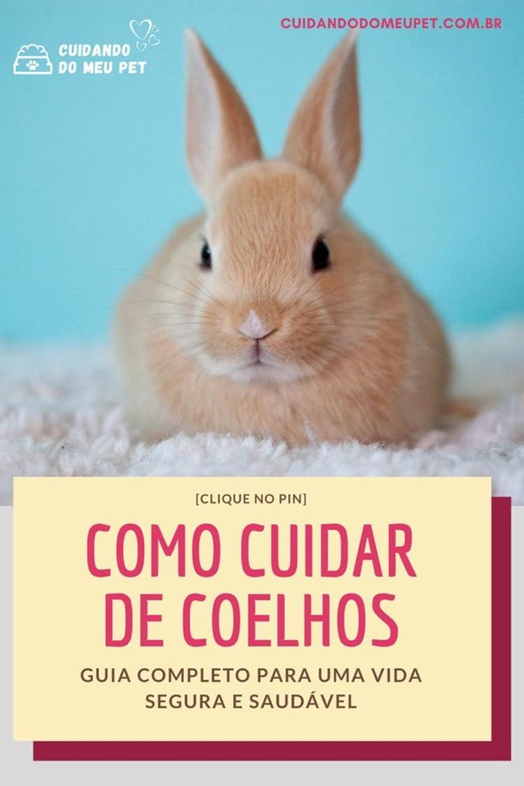 Moda Coelhos 