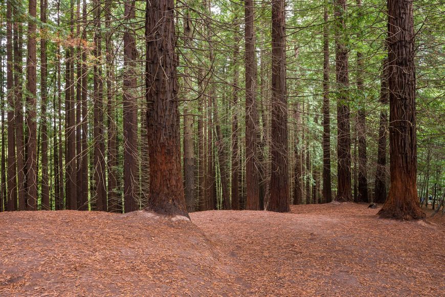 Lugar Bosque De Secuoyas