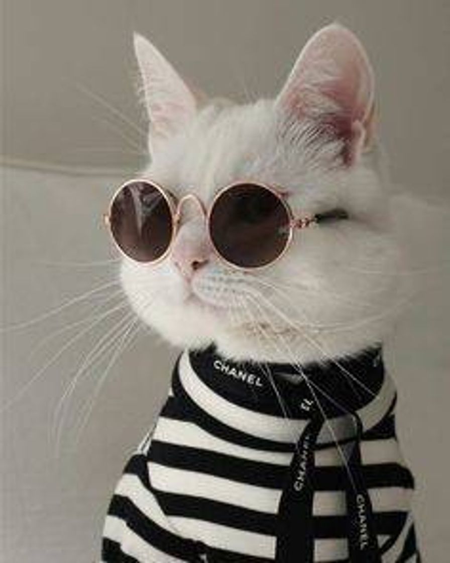 Fashion Cat