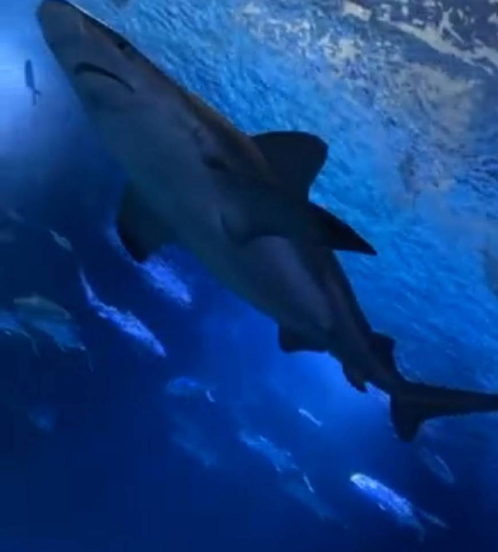 Lugar Acuario Inbursa