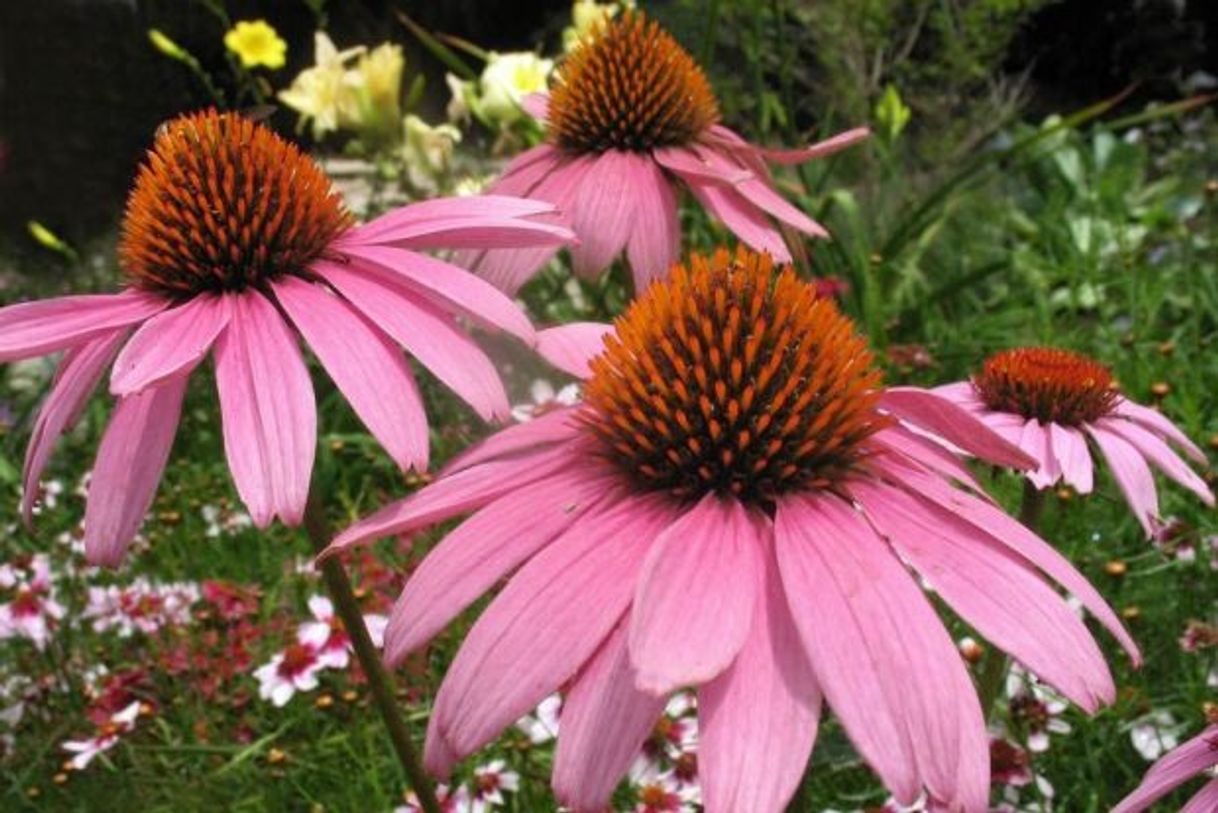 Moda Echinacea 