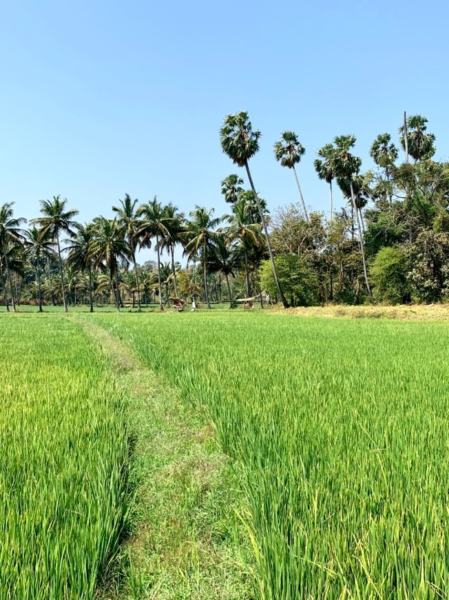 Lugares Palakkad