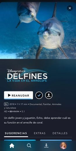 Delfines: la vida en el arrecife