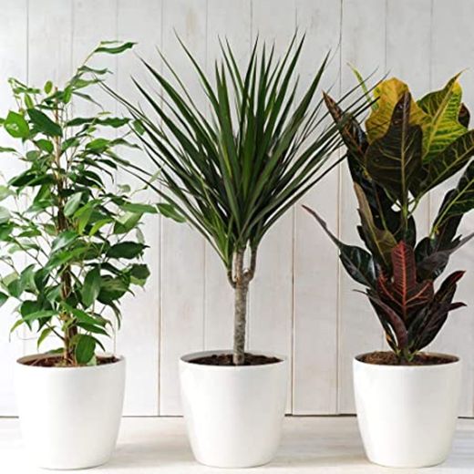 Indoor Plant Mix II Set of 3, 1x Dieffenbachia, 1x Chamaedorea