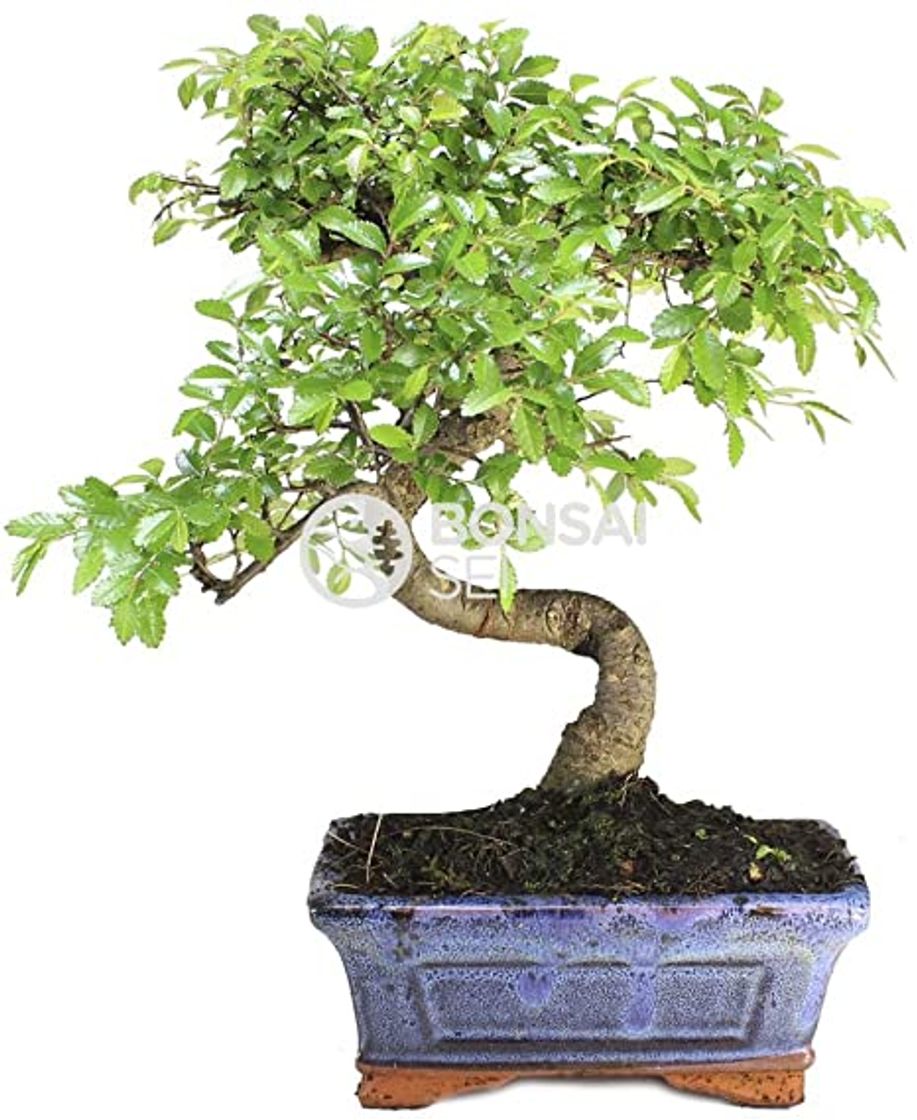 Producto Bonsai - Olmo chino, 5 Años