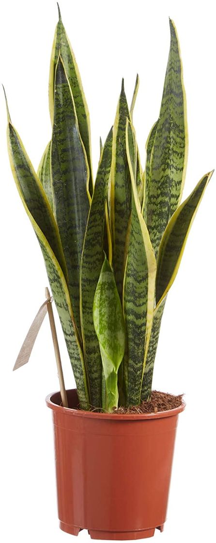 Productos Sansevieria Trifasciata Laurentii Planta Natural de 35cm en Maceta de Cerámica Dracaena Trifasciata