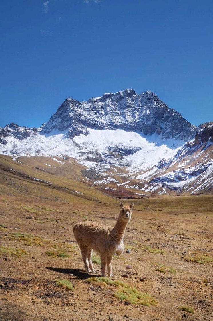 Place Salkantay Trek Operator