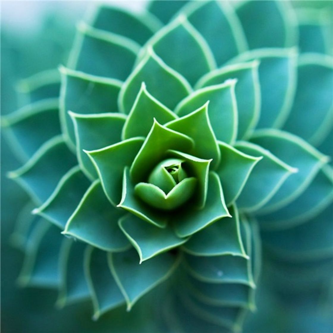 App Succulents Plant 101:Growing Guide and Care Tips