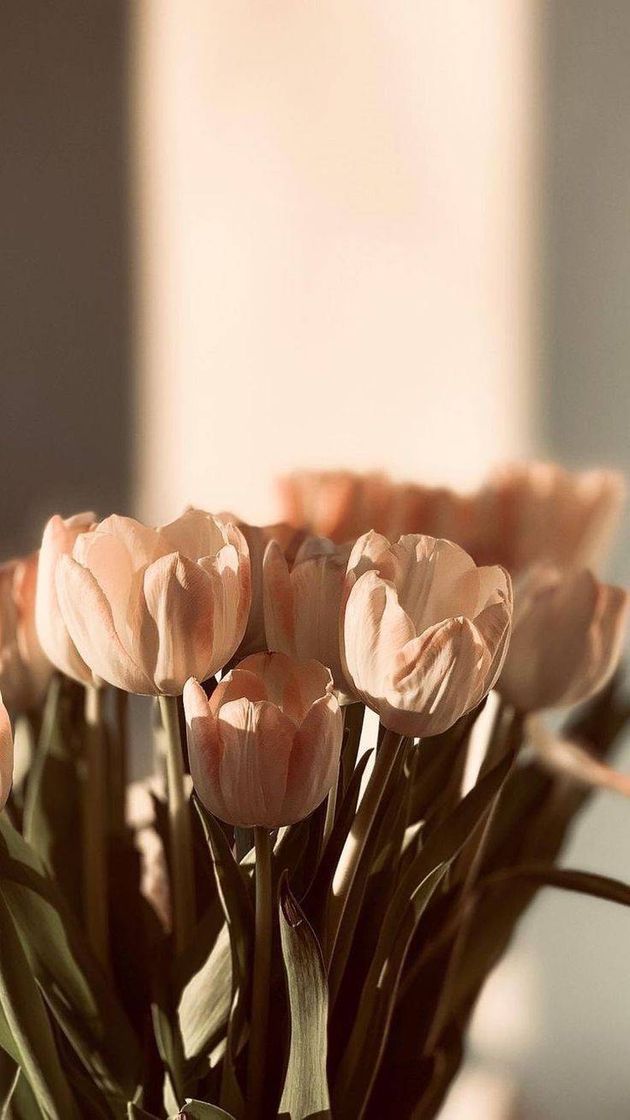 Social Wallpaper Tulipa 