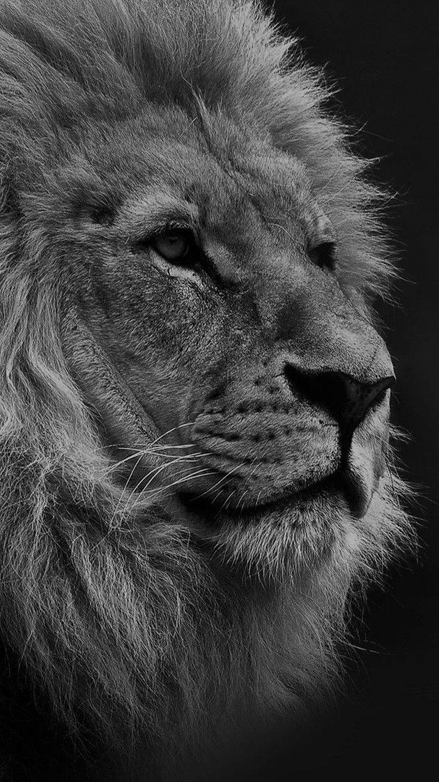 Social 🦁