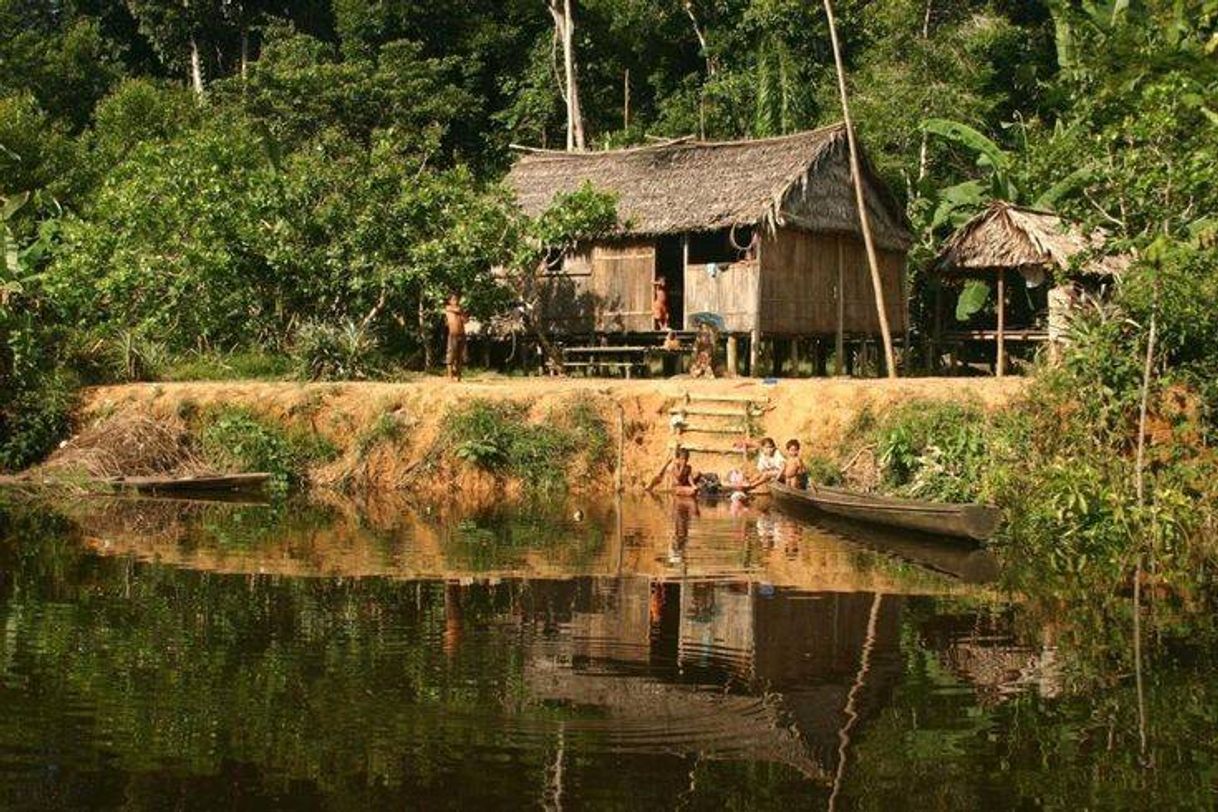 Fashion Como se  vive na floresta Amazônical