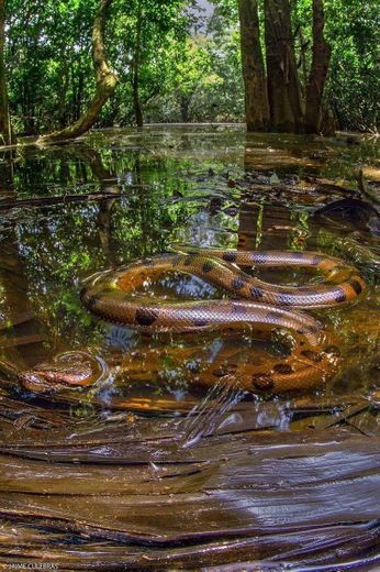 Anaconda da floresta Amazônica