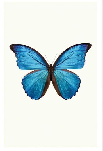 butterfly 🦋 