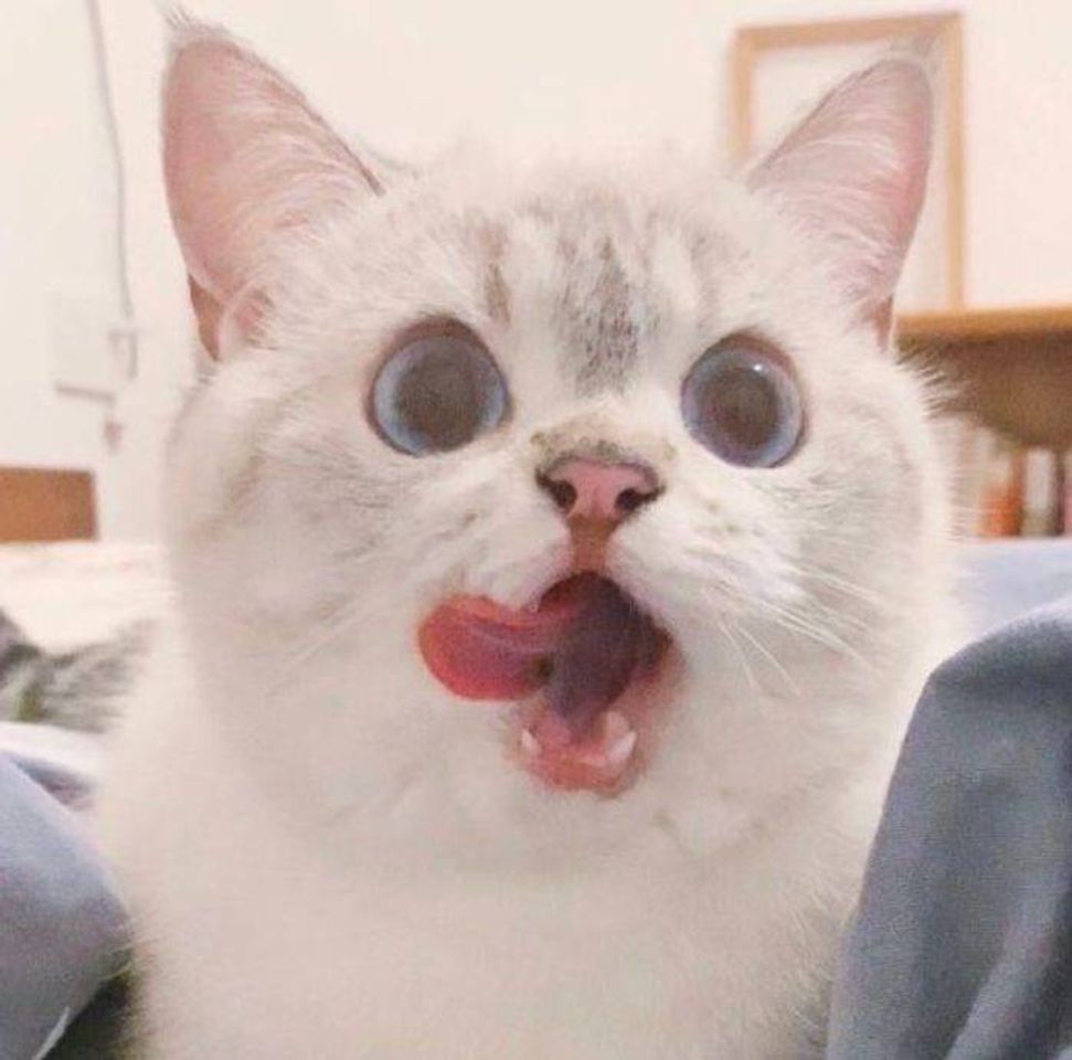 Social Miauu💖💖