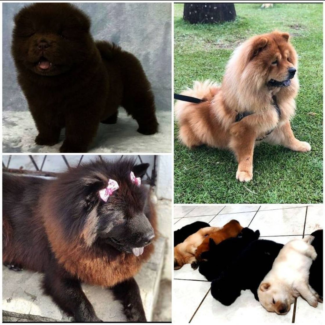 Social Chow Chow🐶