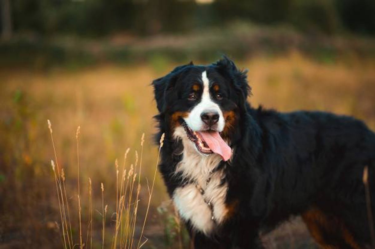 Social Bernese 