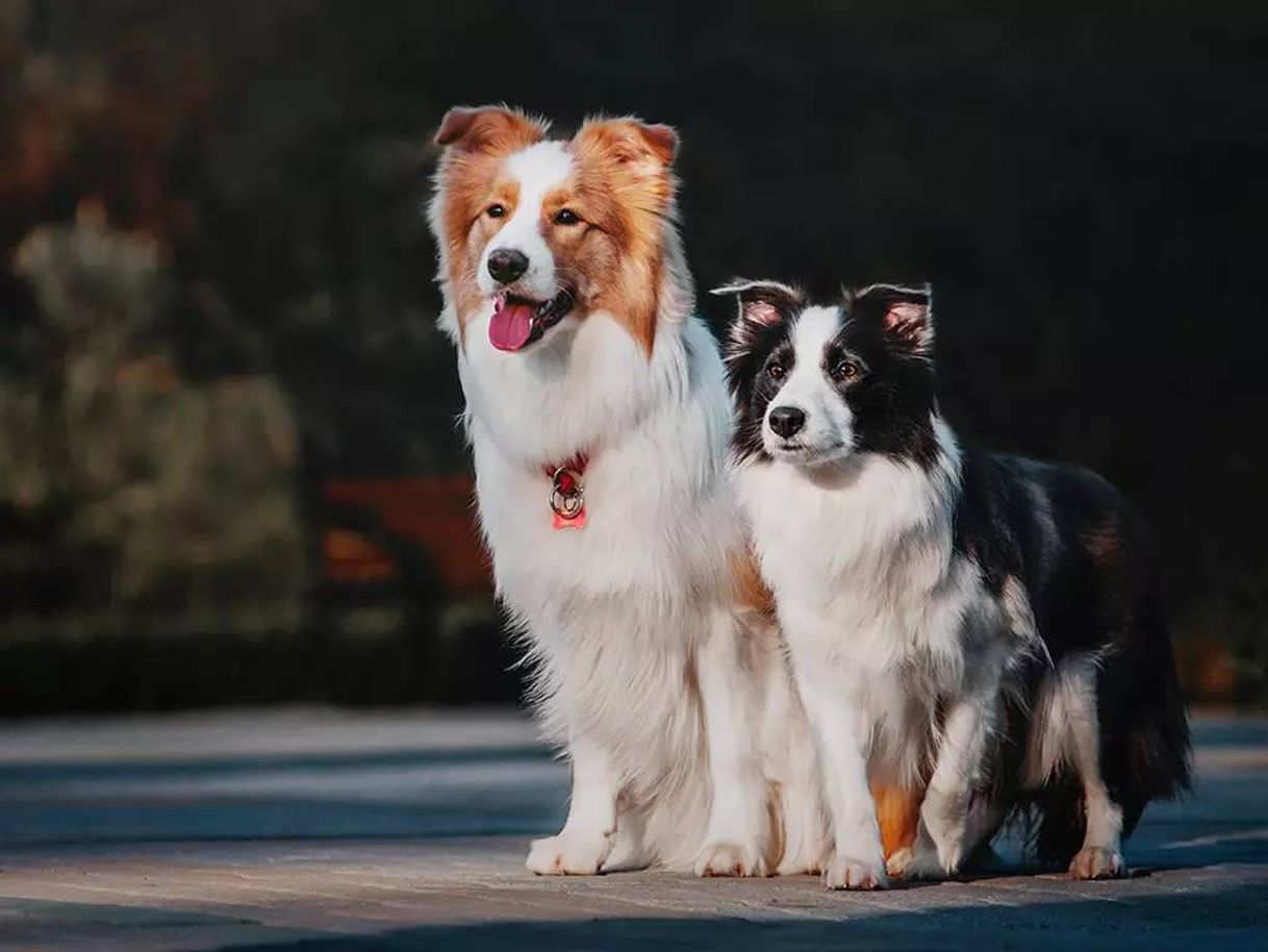 Social Border Collie