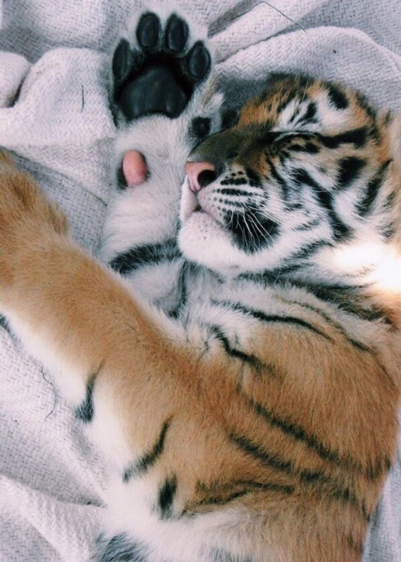 Social Tigre 🐅