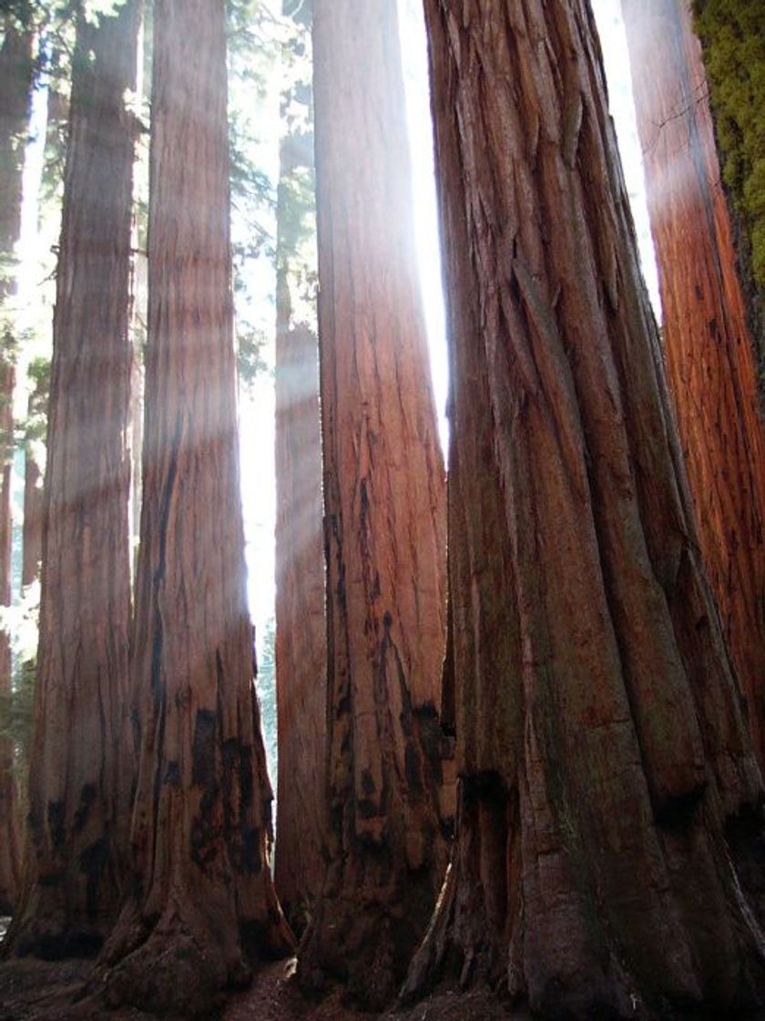 Lugar Sequoia National Park