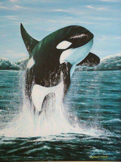 Baleia orca