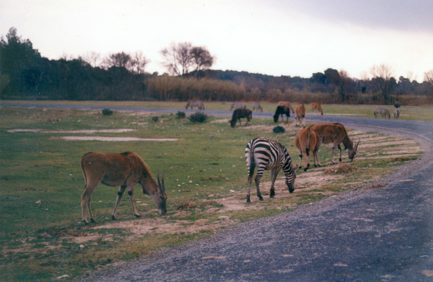 Place Safari Africain