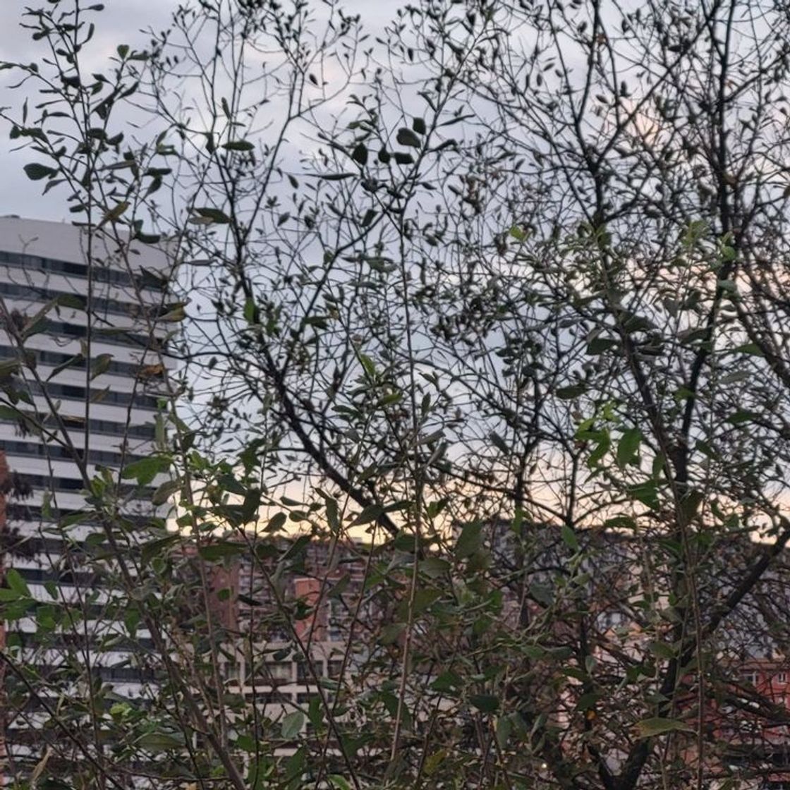 Social Bolueta (Bilbao)