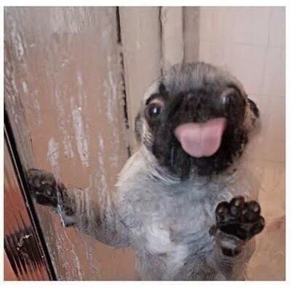 Social ✨PUG✨