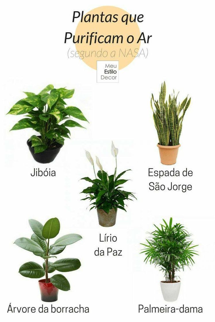 Fashion Plantas que purificam o ar