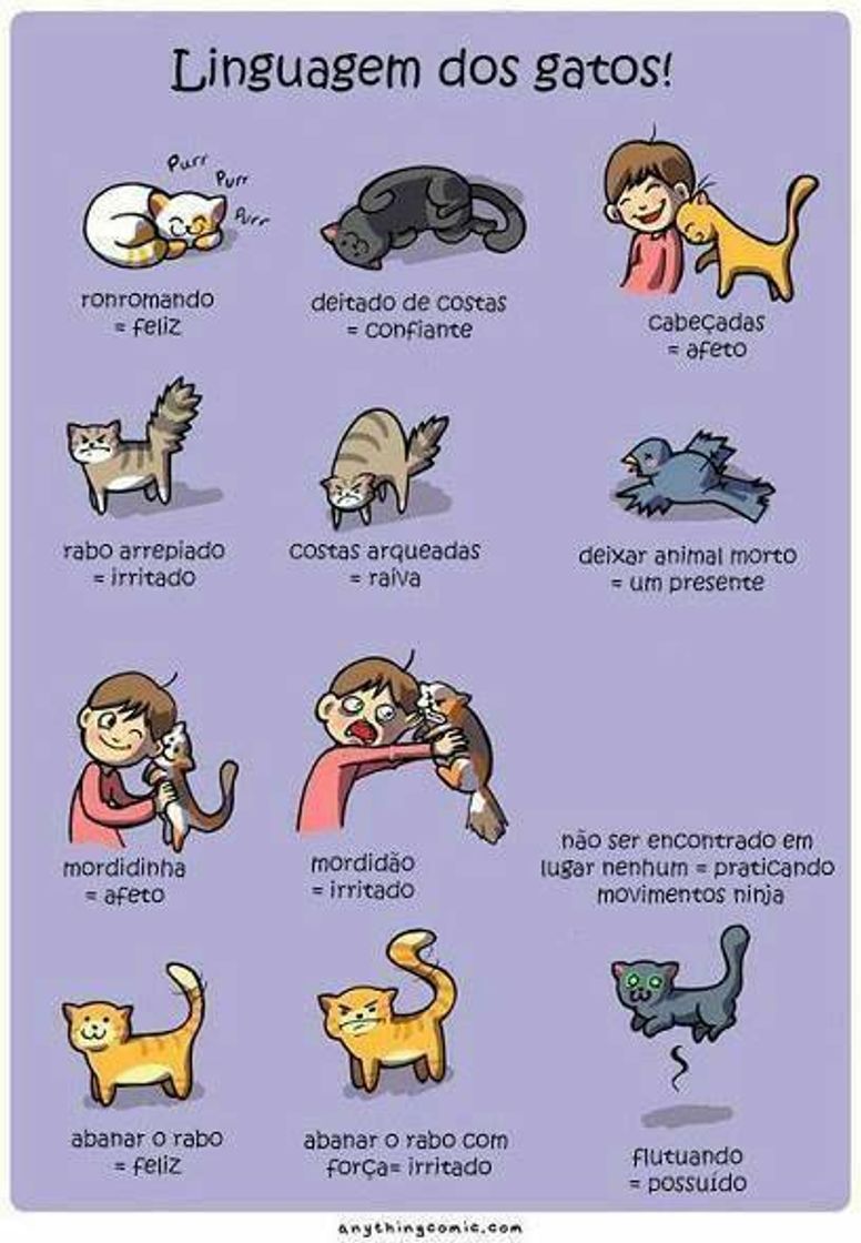 Fashion Linguagem dos gatos 