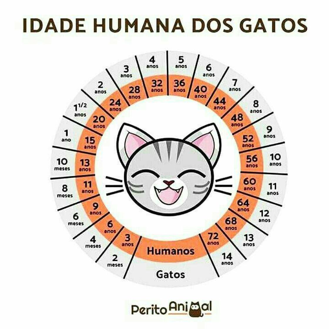 Fashion Idade dos gatos 