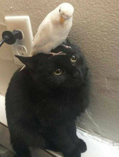 Gato e passarinho 