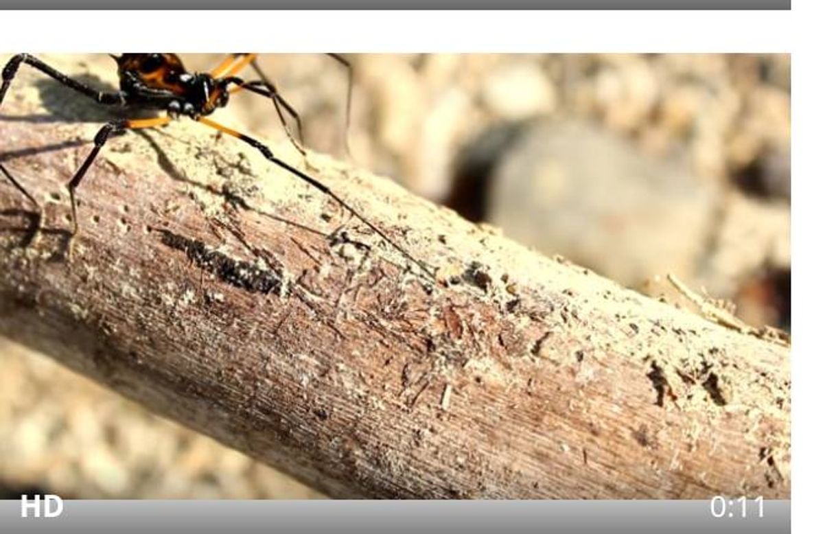 Película Natureza Morta