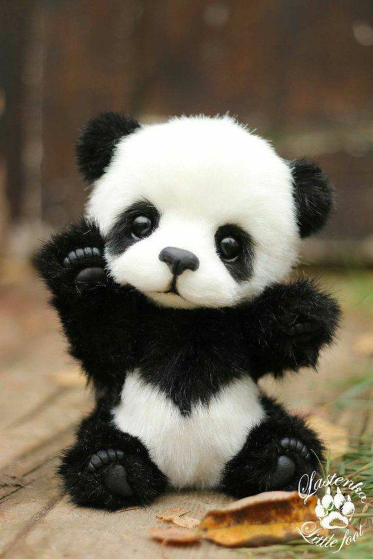Social PANDINHA 