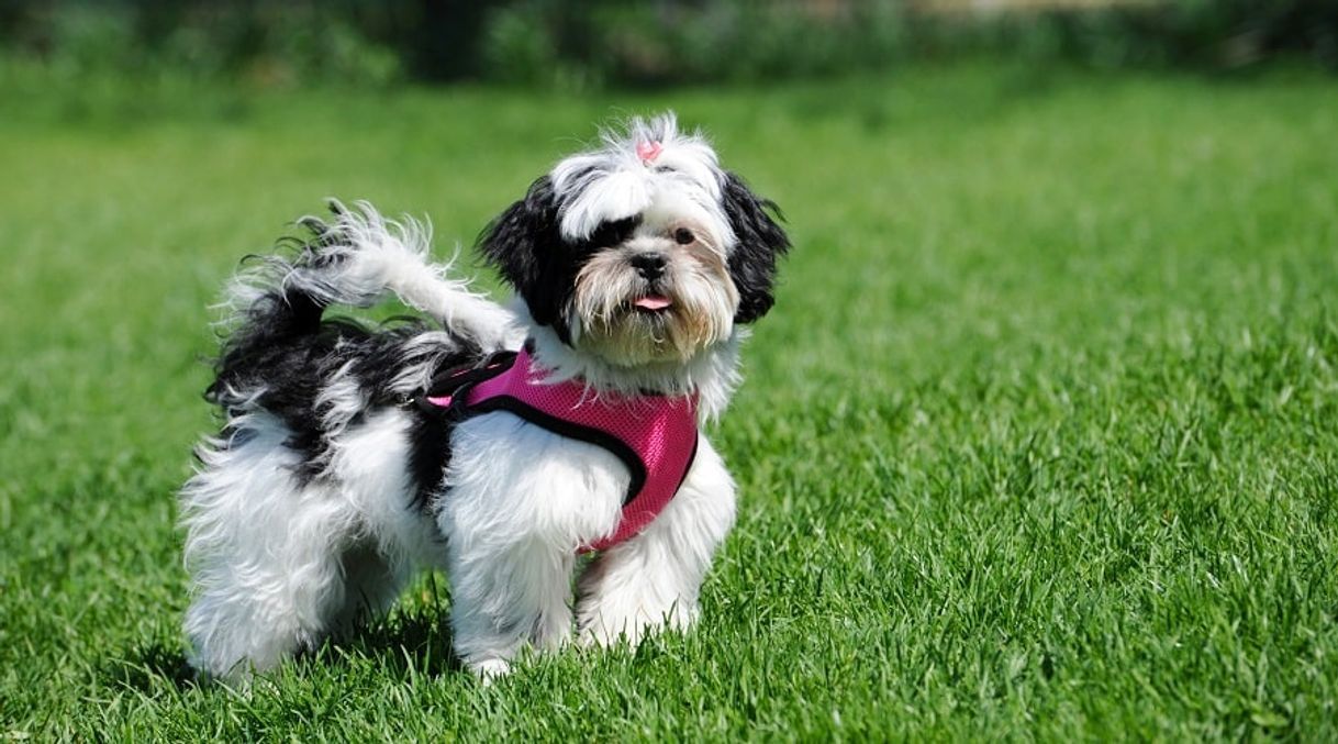 Moda Shih-Tzu