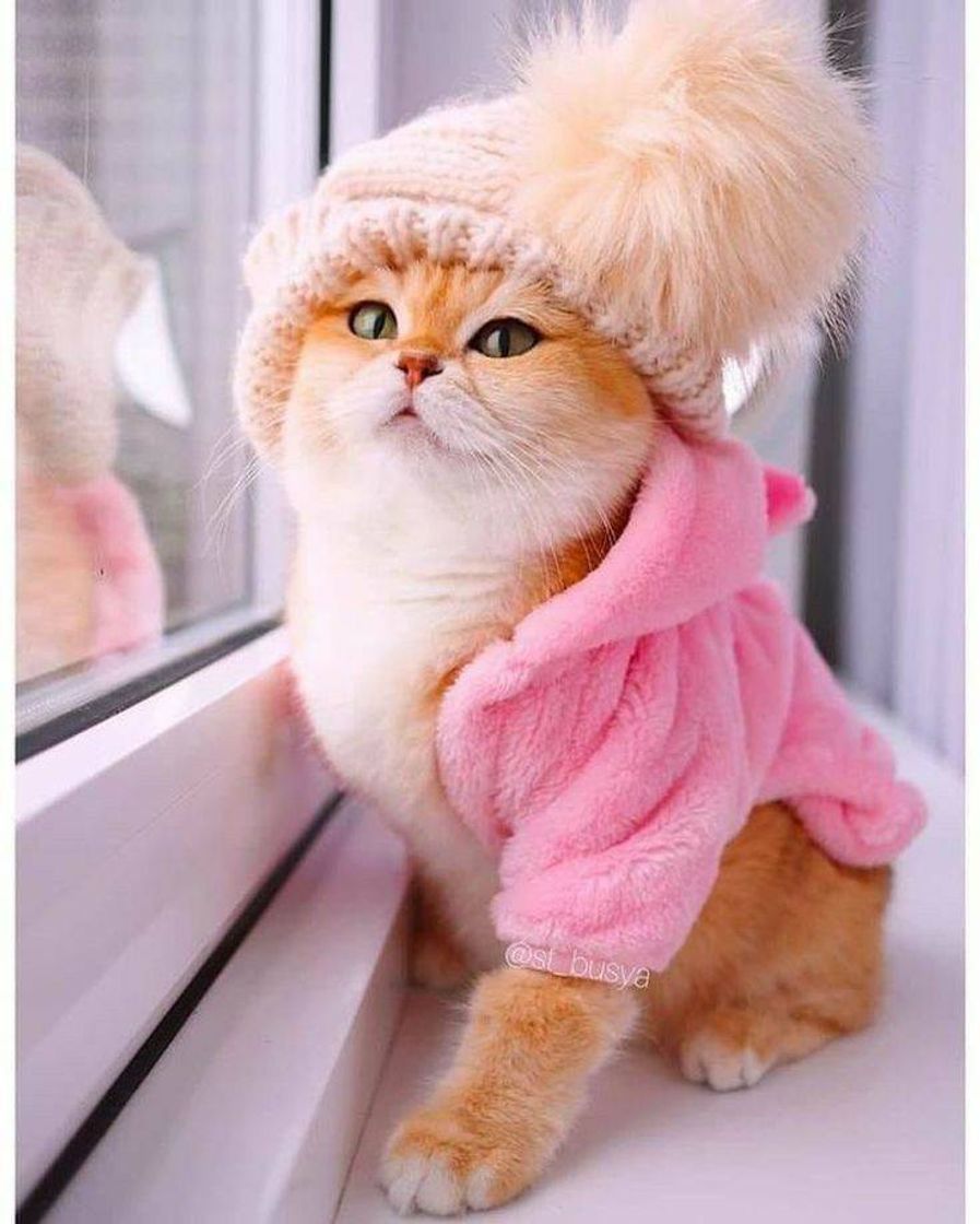 Fashion Pets