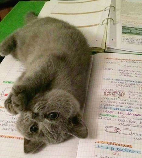 Vai estudar nada não ksks🥰