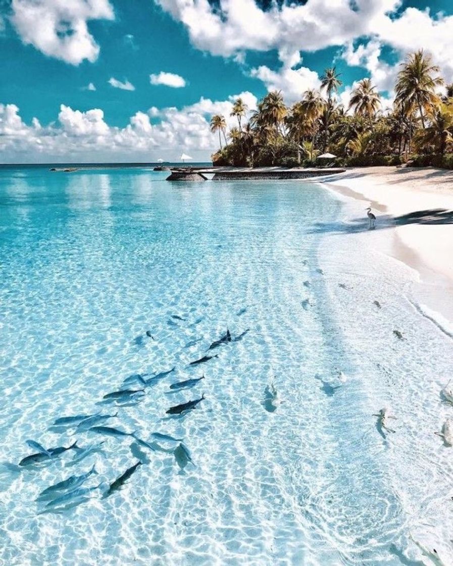 Place Maldive Islands