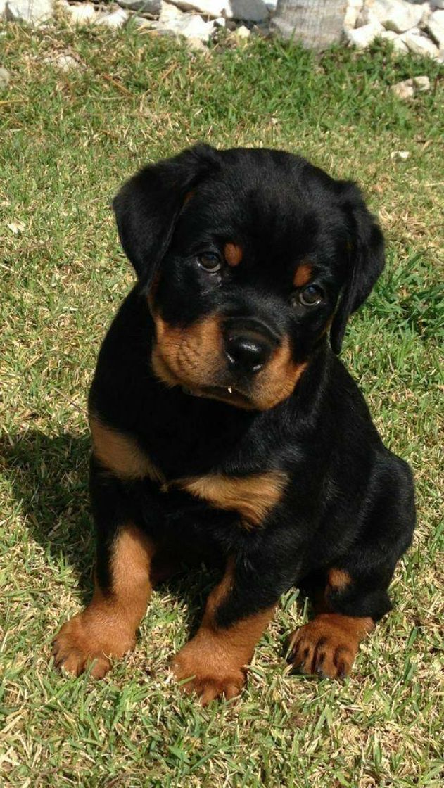 Fashion Rottweiler  lindos🐶