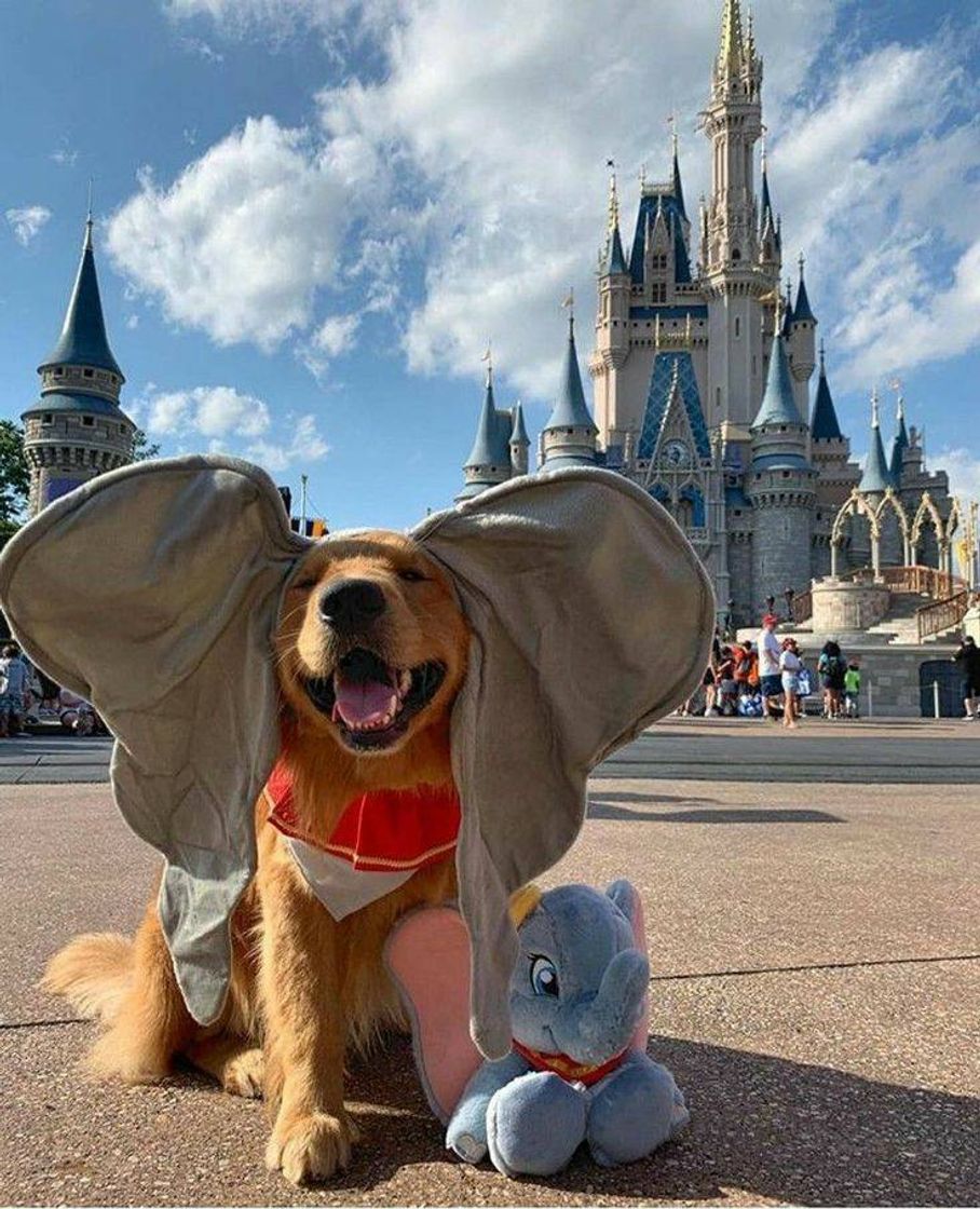 Moda "Dog at Disney" 