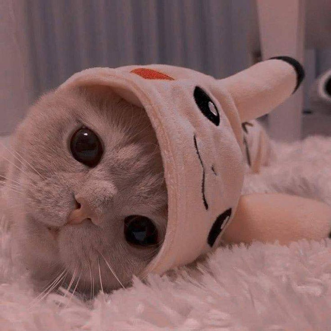 Social Icon de gatin