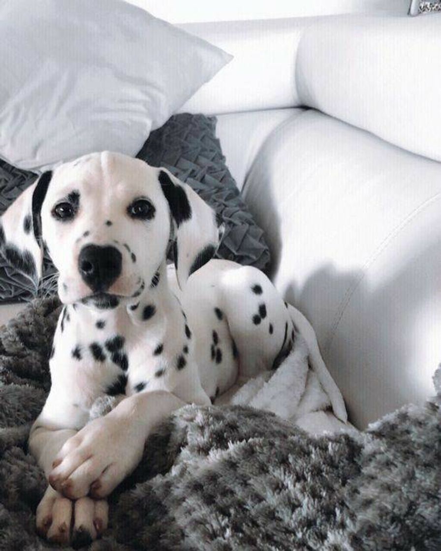 Fashion dalmata