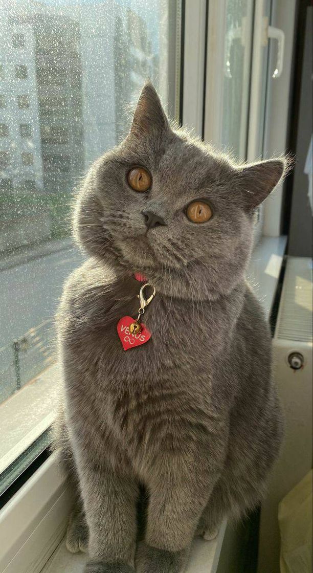 Fashion british shorthair