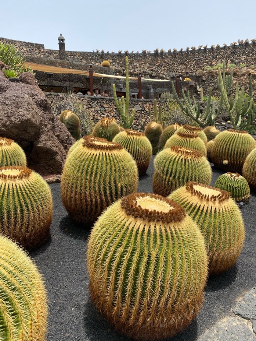 Place Jardin De Cactus