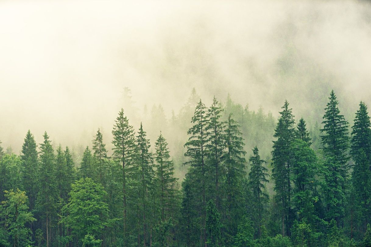 Social Forest