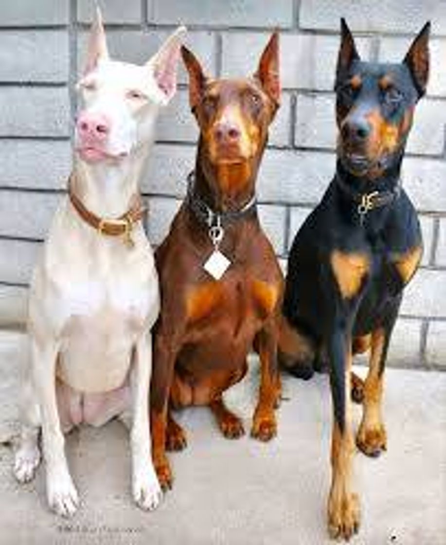 Moda Doberman