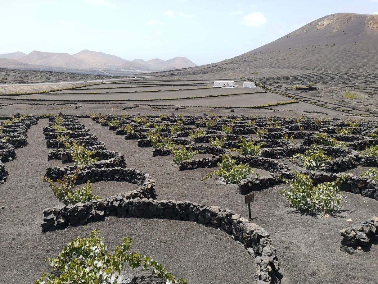 Place Bodega La Geria