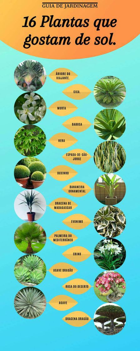 Moda Dicas para plantas