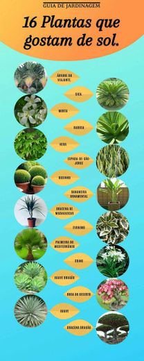 Dicas para plantas